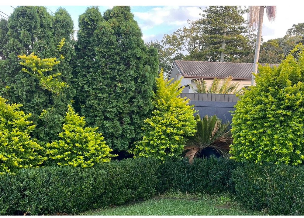 Garden before tidy-up