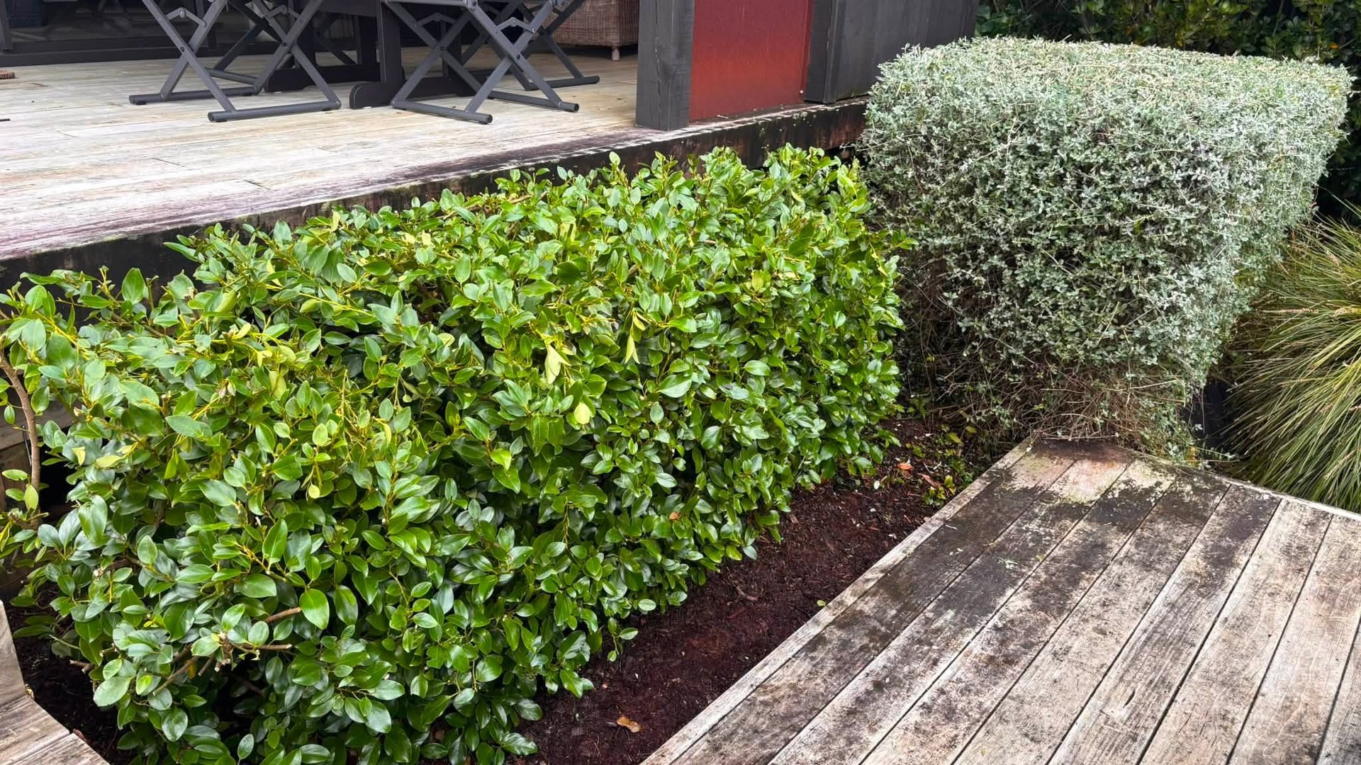 Neatly trimmed hedges and tidy garden beds along a suburban driveway