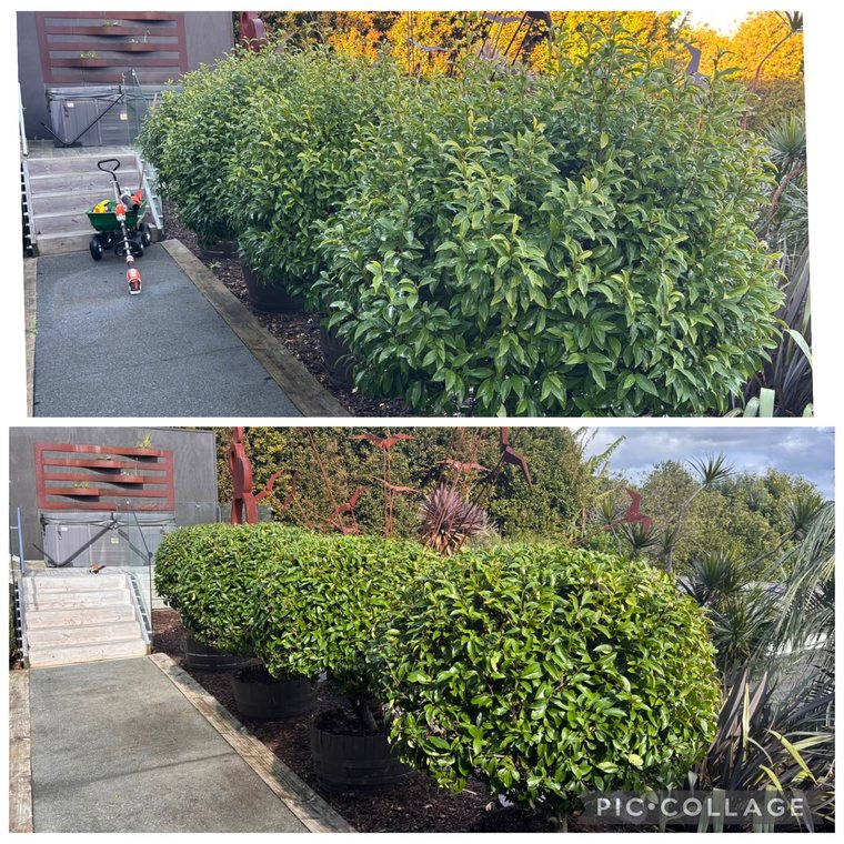 Planting & Garden Refresh