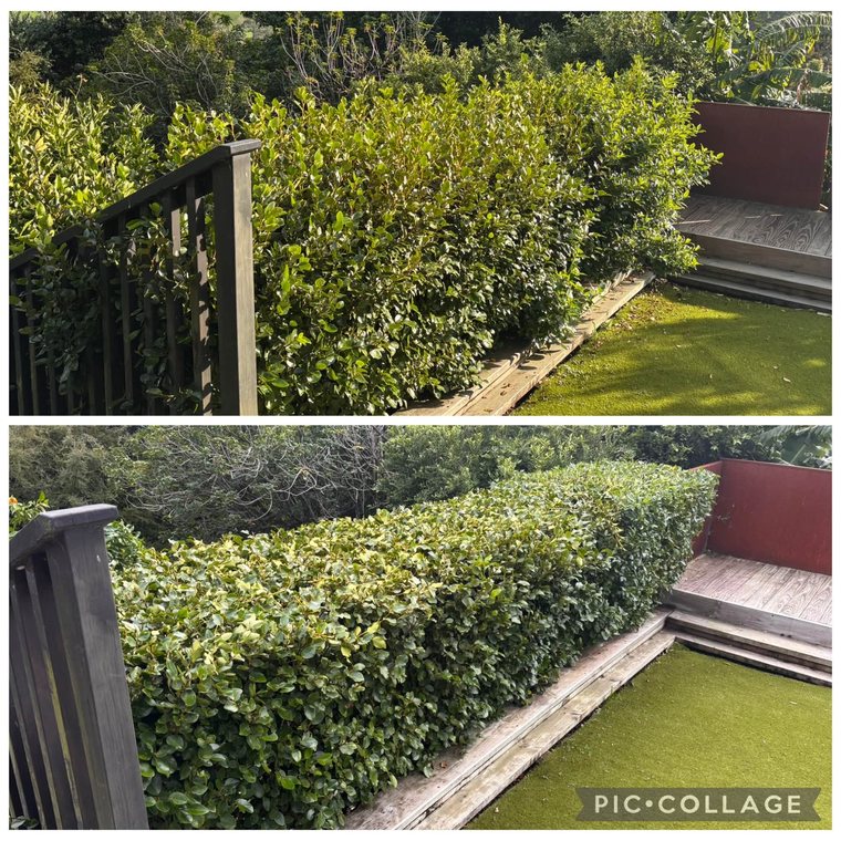 Pruning & Hedge Care