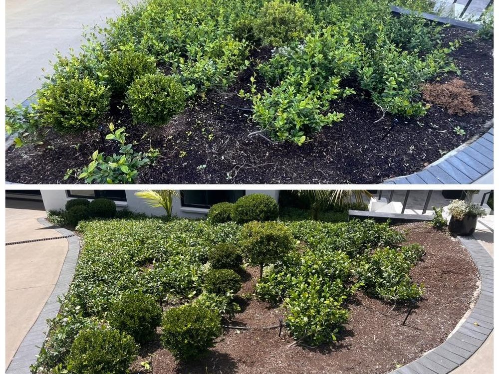 Trimmed hedges and a tidy lawn