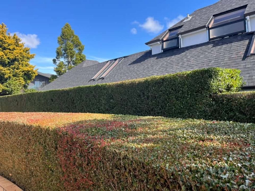 Manicured shrubs along a path