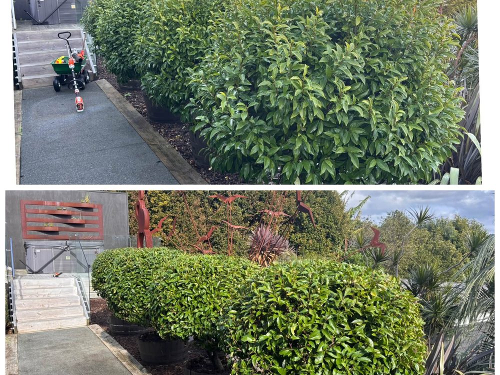Neat garden bed beside a driveway