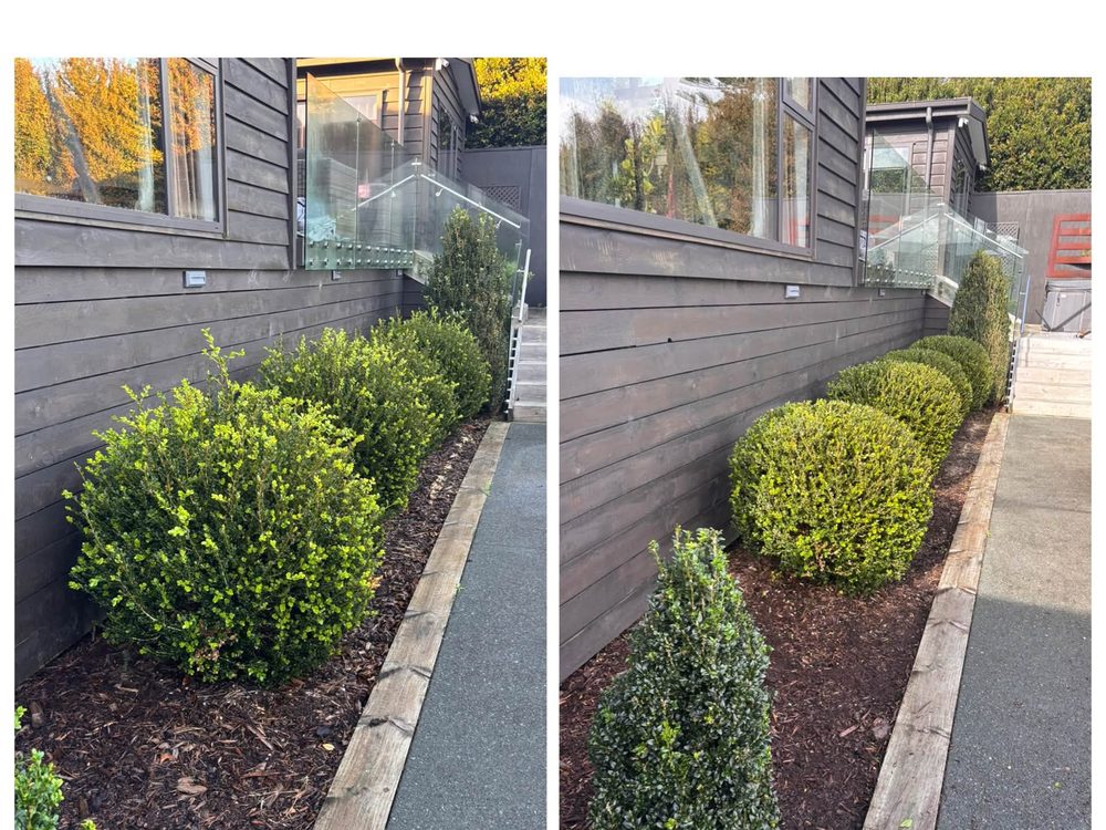 Lush green lawn and clipped hedging