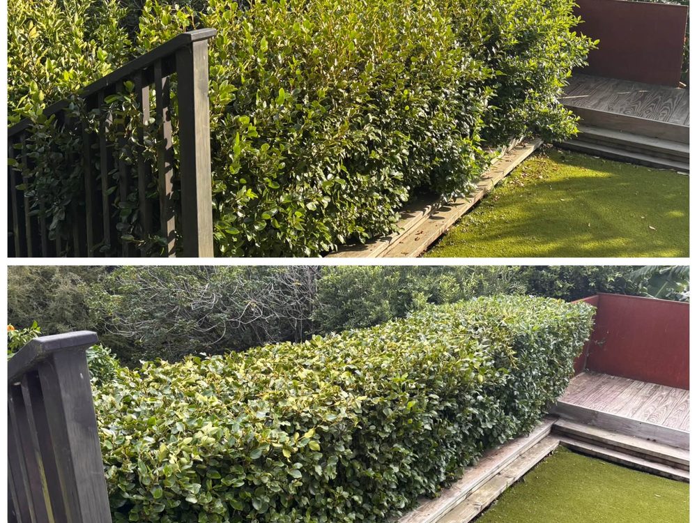 Topiary shrubs and tidy edging